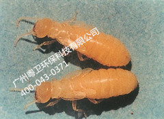 廣州專業(yè)白蟻防治公司