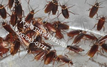 廣州專(zhuān)業(yè)滅蟑公司